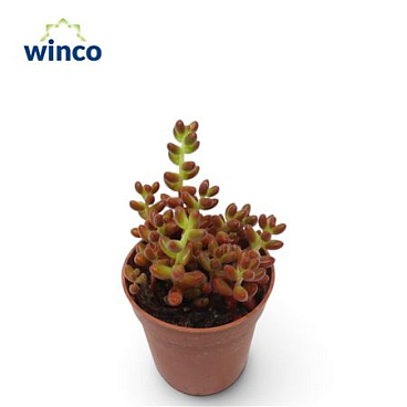Sedum Rubrotinctum Jelly Beans Red