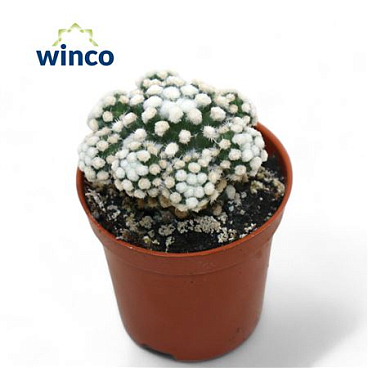 Mammillaria Gracilis (snowcap)