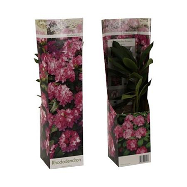 Rhodo Ros Elegans Pink