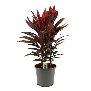 Cordyline Tango 3pp