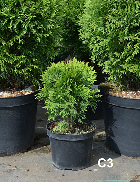 Туя западная Литтл Гиант