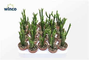 Euphorbia Leucodendron