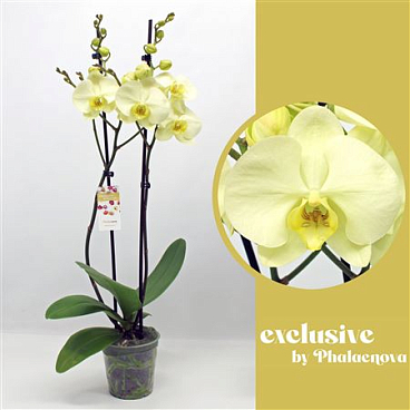 Phal 2st Green Touch 16+(phaleanova)