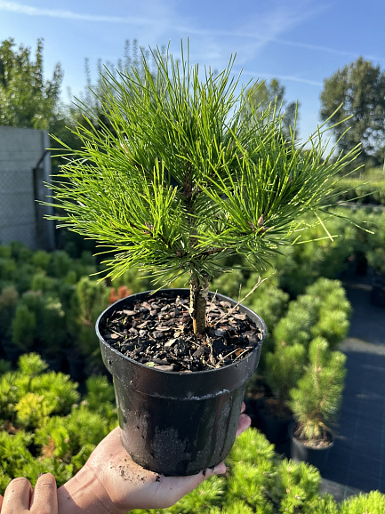 Сосна густоцветковая Лоу Глоу