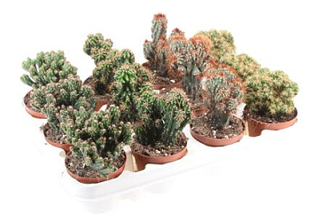 Cactus Rots Mix