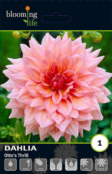 Георгина декоративная Оттоз Трилл