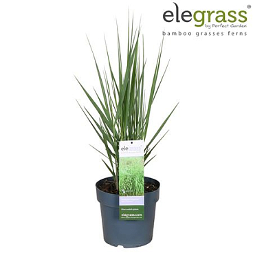 Panicum Virgatum Blue Fountain