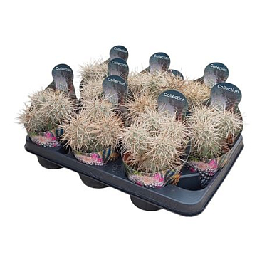 Tephrocactus Alexanderi Potcover