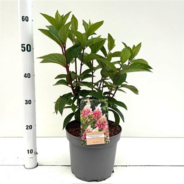 Hydrangea Pan Pinky Winky