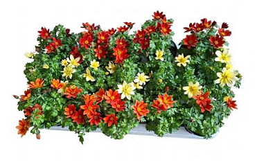 Bidens Mix