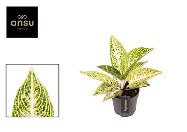 Aglaonema Polar Springtime
