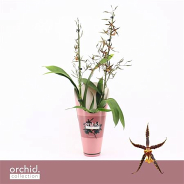 Brassia 2st Orange Spider