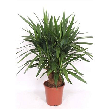 Yucca Branched 2+