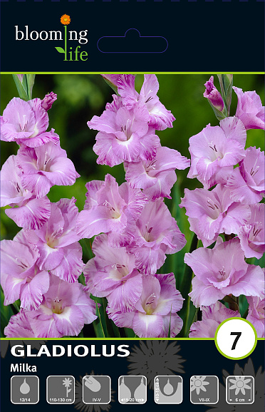 Гладиолус крупноцветковый Милка