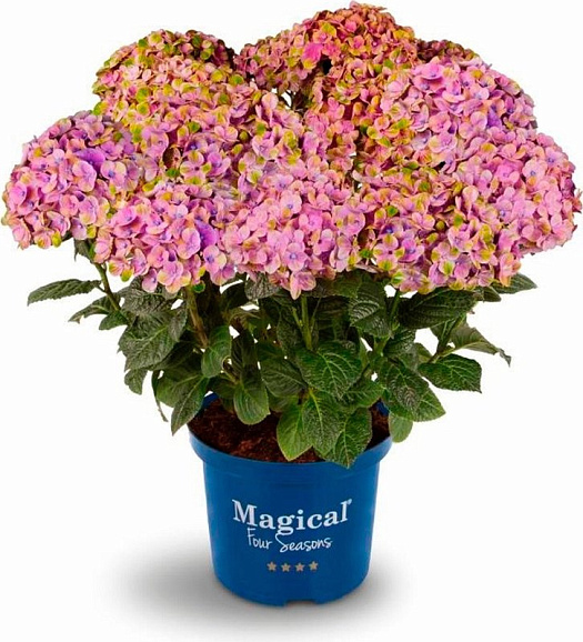 Гортензия крупнолистная Меджикал Корал Блю