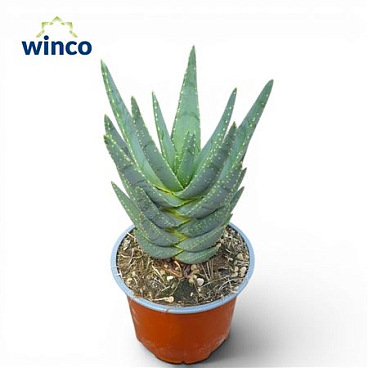 Aloe Digitoma