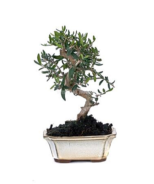 Bonsai Outdoor Olea Europaea Sylvestris