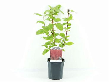 Cornus Alba Sibirica