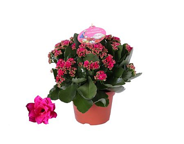 Kal Purple Gardenlina