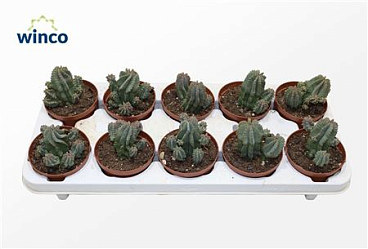 Euphorbia Fructicosa Inermis