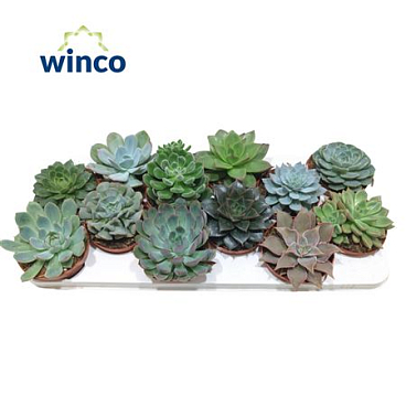 Echeveria Mix (10 Spc.)