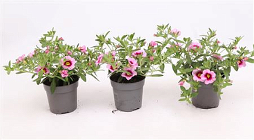 Calibrachoa Cabaret Light Pink Eye