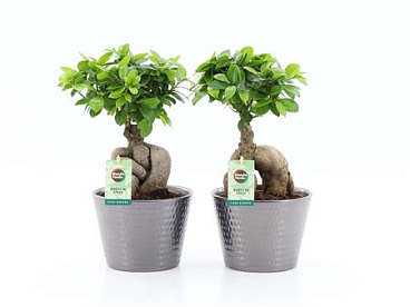 Ficus Ginseng In Wyberline Ceramic Pot