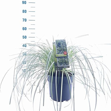 Carex 'moon Falls' ('et Crx 904'pbr)