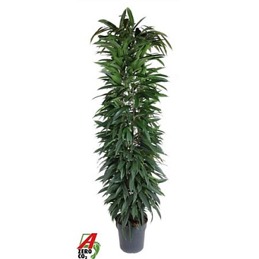 Ficus Bin Alii King Zuil