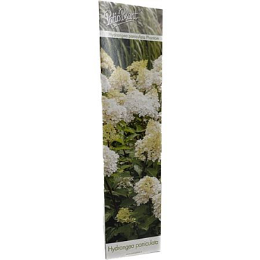 Hydrangea Pan Phantom