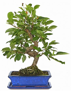 Bonsai Malus Sp. Pz-erwiam S-shape With Drip Tray