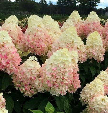 Гортензия метельчатая Меджикал Самме