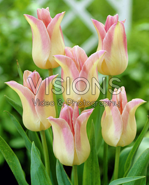 Тюльпан лилиецветный Элегант Леди