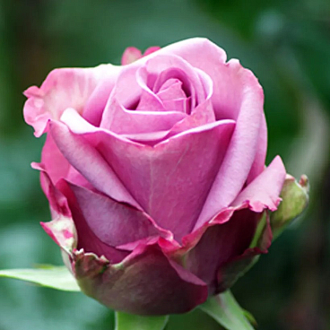 Роза чайно-гибридная Кул Вoтер