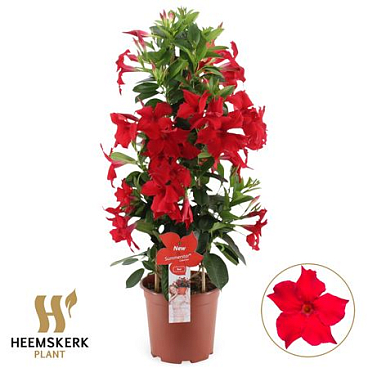 Mandevilla Summerstar Red Piramide