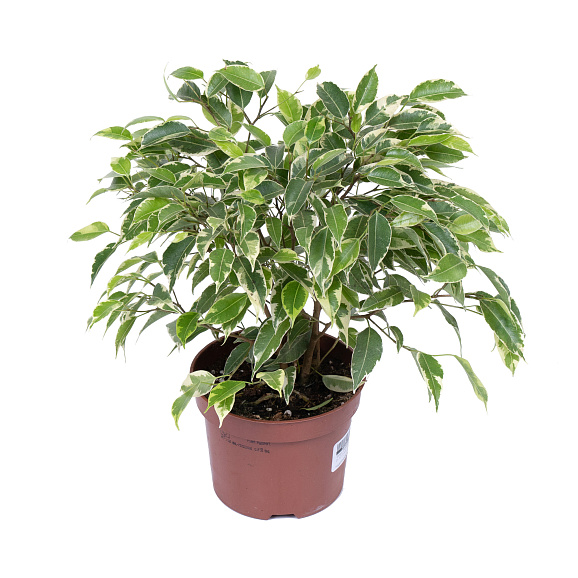 Фикус бенжамина Кинки | Оптовая цветочная компания «Флора Групп» Фикус бенжамина Кинки