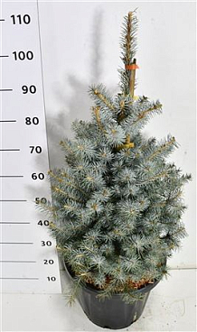 Picea Pung Edith