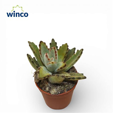 Kalanchoe Golden Girl