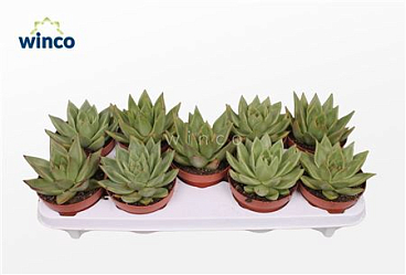 Echeveria Ebony Green