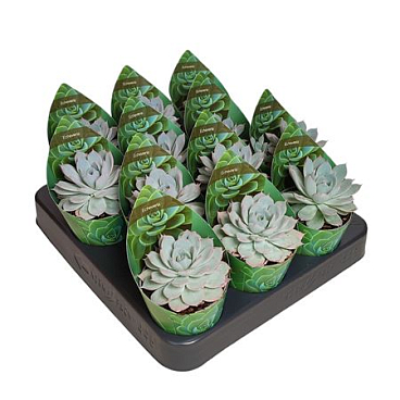 Echeveria Subsessilis Potcover