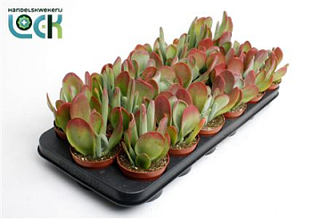 Kalanchoe Oricula.