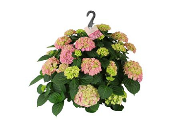 Hydrangea Ma Pink Hanging Plant 15+