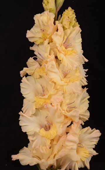 Гладиолус крупноцветковый Воспоминания Из Детства