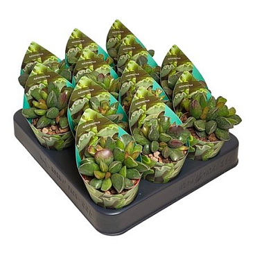 Adromischus Cristatus Purple Skin Potcover
