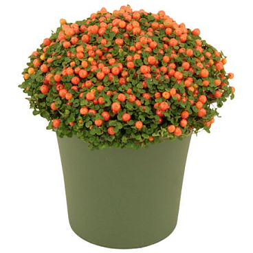 Nertera Granadensis Astrid In Pot Green