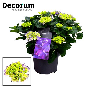 Hydrangea Ma Blue 7+ (decorum)