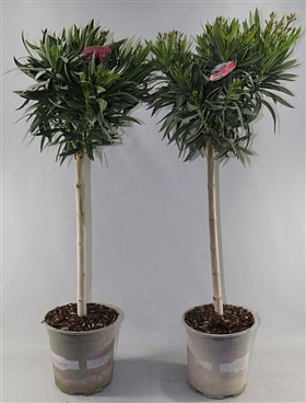 Nerium Oleander Mix On Stem Stem Mix 10+