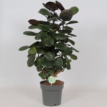 Полисциас Фабиан