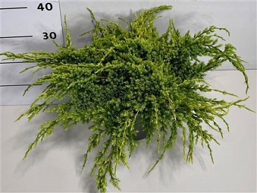 Juniperus Squamata Holger