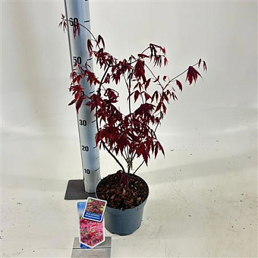 Acer Palm Atropurpureum